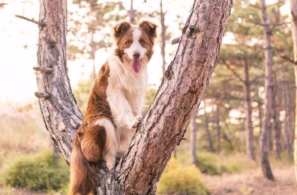 Border collie wspiął się drzewa w lesie — Zdjęcie stockowe