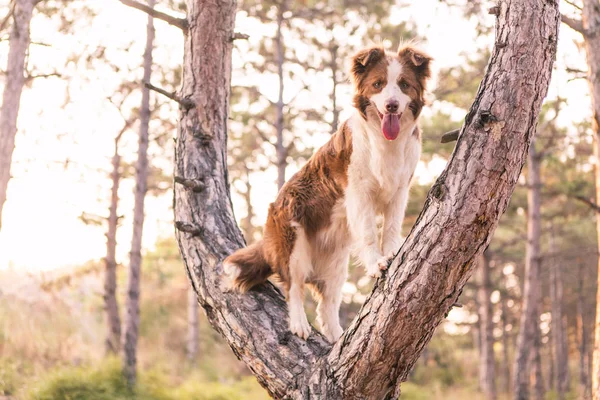 边境牧羊犬在森林里爬树 — 图库照片