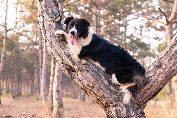 Border collie trepó a un árbol en el bosque — Foto de Stock
