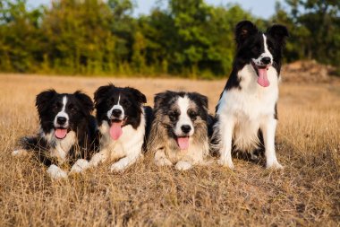 Köpekler kenar kömür ocağı ormanda portre bir yolda bir sürü