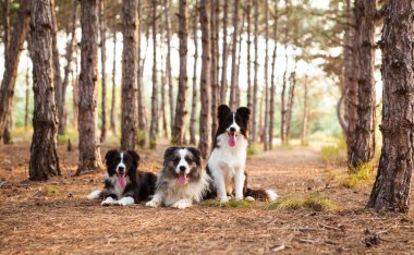 ormanda portre bir yolda üç kenar kömür ocağı