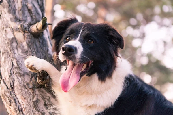 边境牧羊犬在森林里爬树 — 图库照片