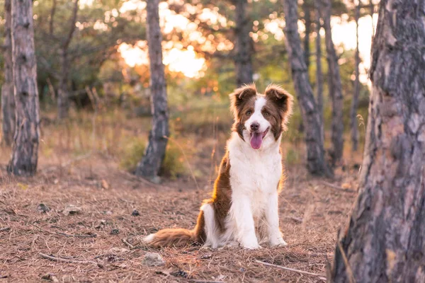 边境牧羊犬在秋季森林漫步 — 图库照片