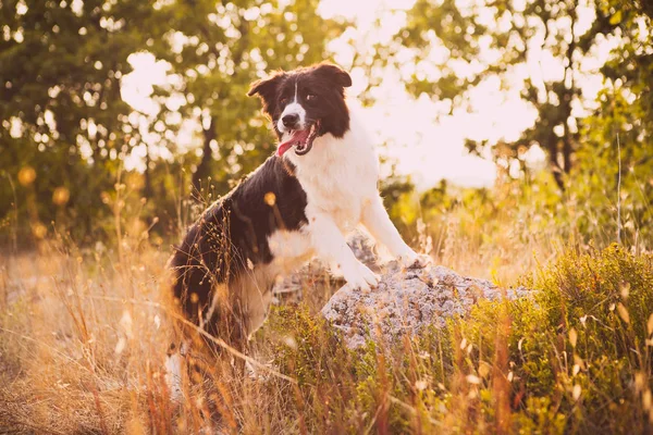 Border collie on a walk in the autumn forest — Stock Photo, Image