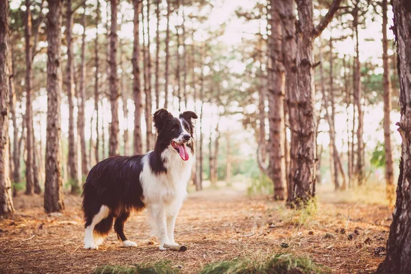ชายแดน Collie เดินเล่นในป่าฤดูใบไม้ร่วง — ภาพถ่ายสต็อก