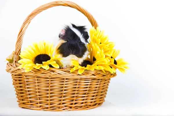 Roedor cobaia sentado em uma cesta de flores olhando para a câmera no fundo branco isolado — Fotografia de Stock