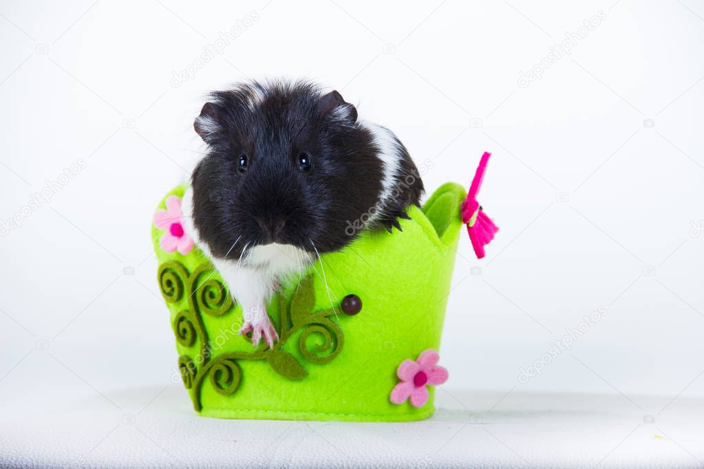 cute rodent is a Guinea pig looking at the camera on white background isolated