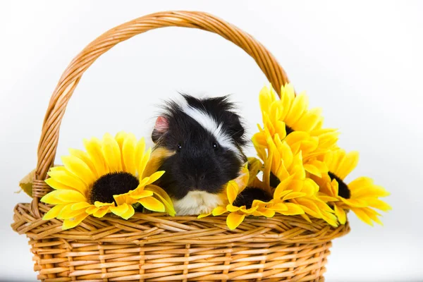 Conejillo de indias roedor sentado en una cesta de flores mirando a la cámara sobre fondo blanco aislado —  Fotos de Stock