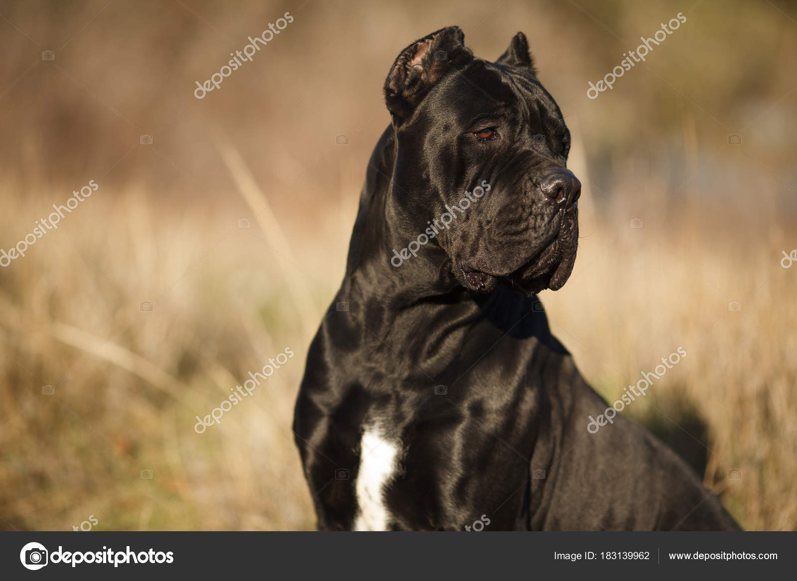 Raza Cane Corso Negro Perro Grande De Raza Cane Corso