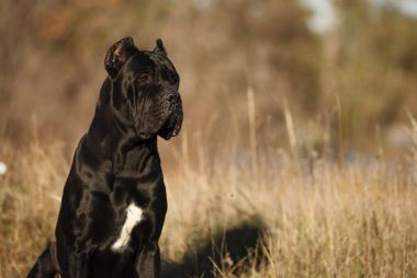 büyük köpek doğurmak cane Corso siyah güzel büyük portre