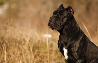 büyük köpek doğurmak cane Corso siyah güzel büyük portre