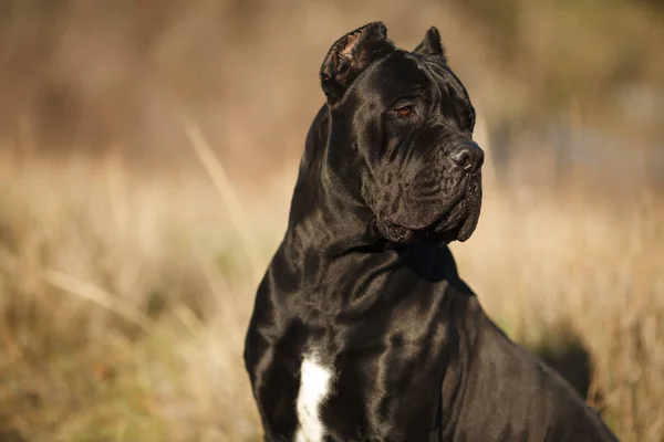 Μεγάλο σκυλί φυλή cane Corso μαύρου όμορφο μεγάλο πορτραίτο — Φωτογραφία Αρχείου