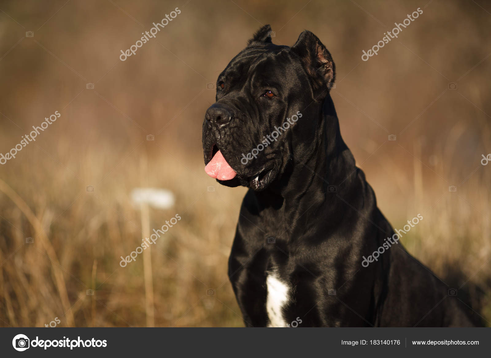 Perro Grande De Raza Cane Corso Negro Hermoso Retrato Grande