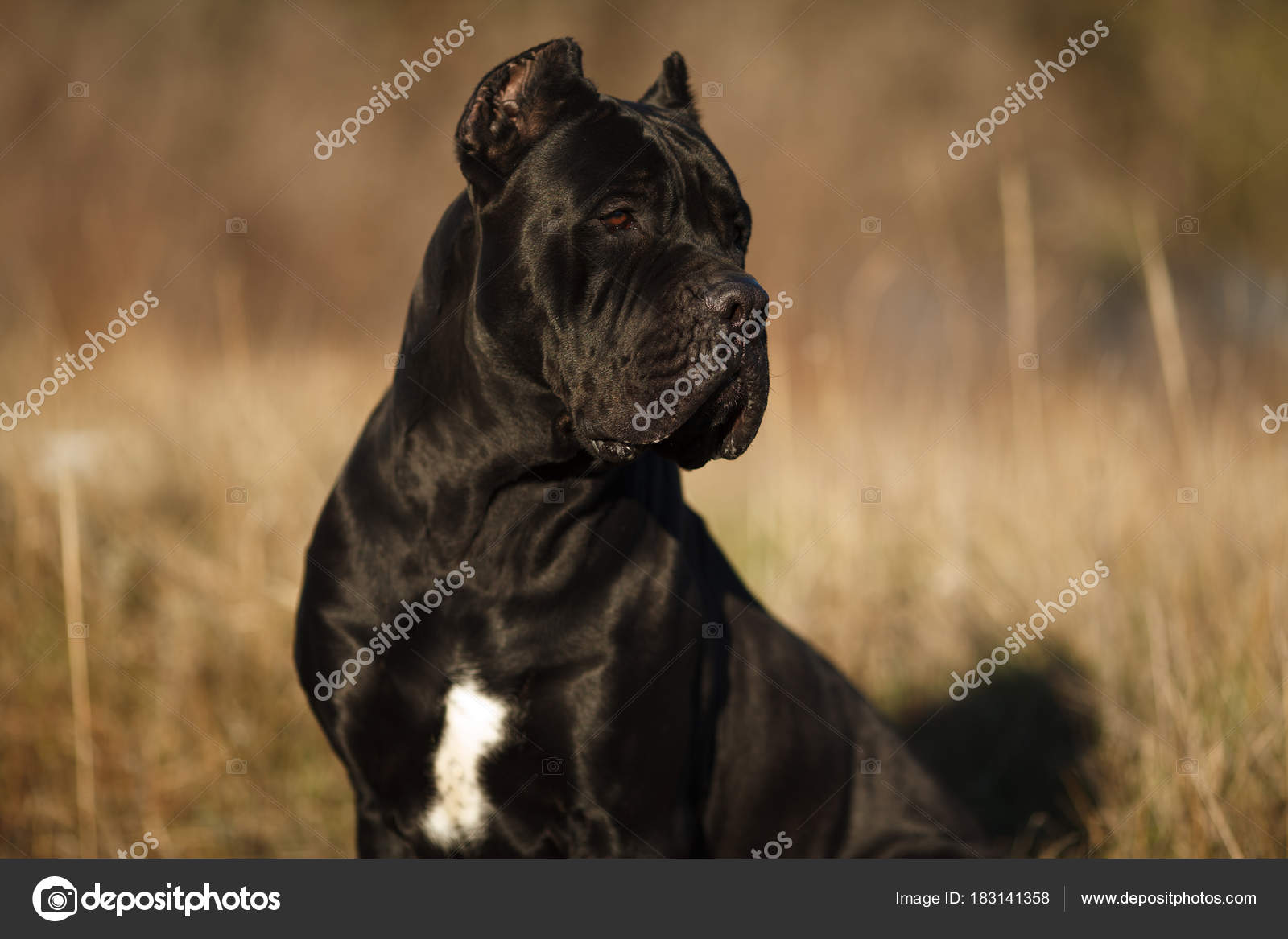 Pics Very Large Dogs Large Dog Breed Cane Corso Black