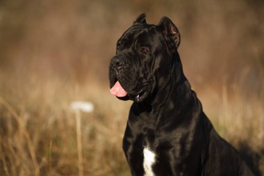 büyük köpek doğurmak cane Corso siyah güzel büyük portre