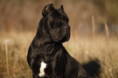 büyük köpek doğurmak cane Corso siyah güzel büyük portre