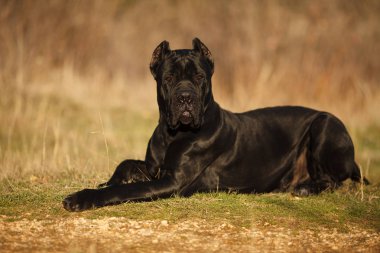 büyük köpek doğurmak cane Corso siyah ormanda bir yürüyüşe