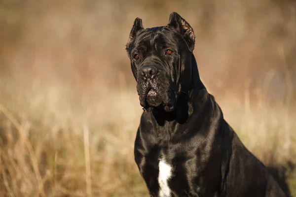 Büyük köpek doğurmak cane Corso siyah güzel büyük portre — Stok fotoğraf