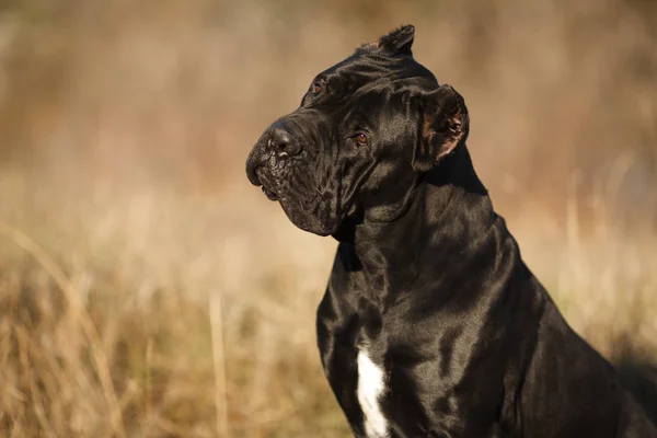 Caña de raza de perro grande Corso negro hermoso retrato grande —  Fotos de Stock