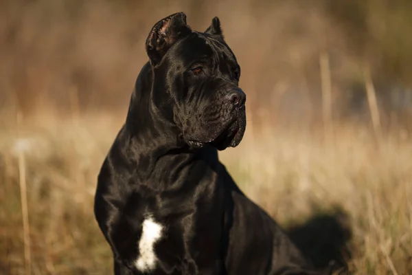 Büyük köpek doğurmak cane Corso siyah güzel büyük portre — Stok fotoğraf