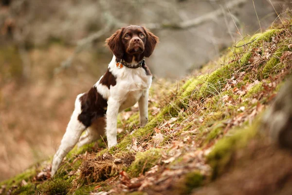 Hunting dog epagneul breton na lov v krásném lese — Stock fotografie