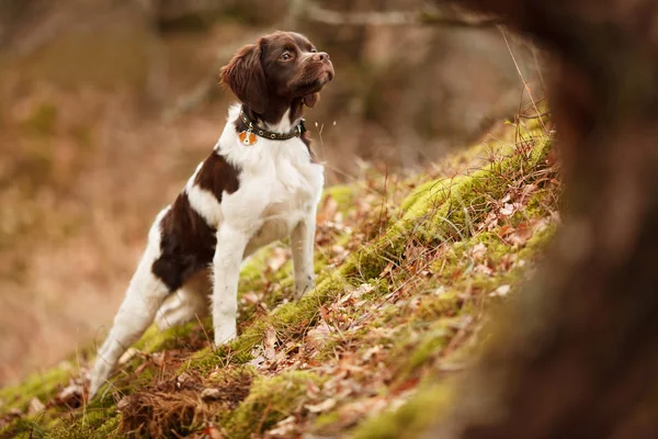 Hunting dog epagneul breton na procházce v krásném lese — Stock fotografie