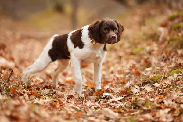 Chien de chasse epagneul breton en promenade dans une belle forêt — Photo