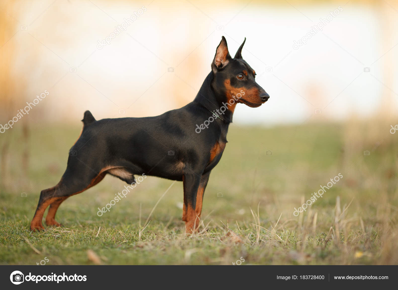 cute miniature pinscher