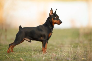 şirin minyatür Pinscher portre niteliğine