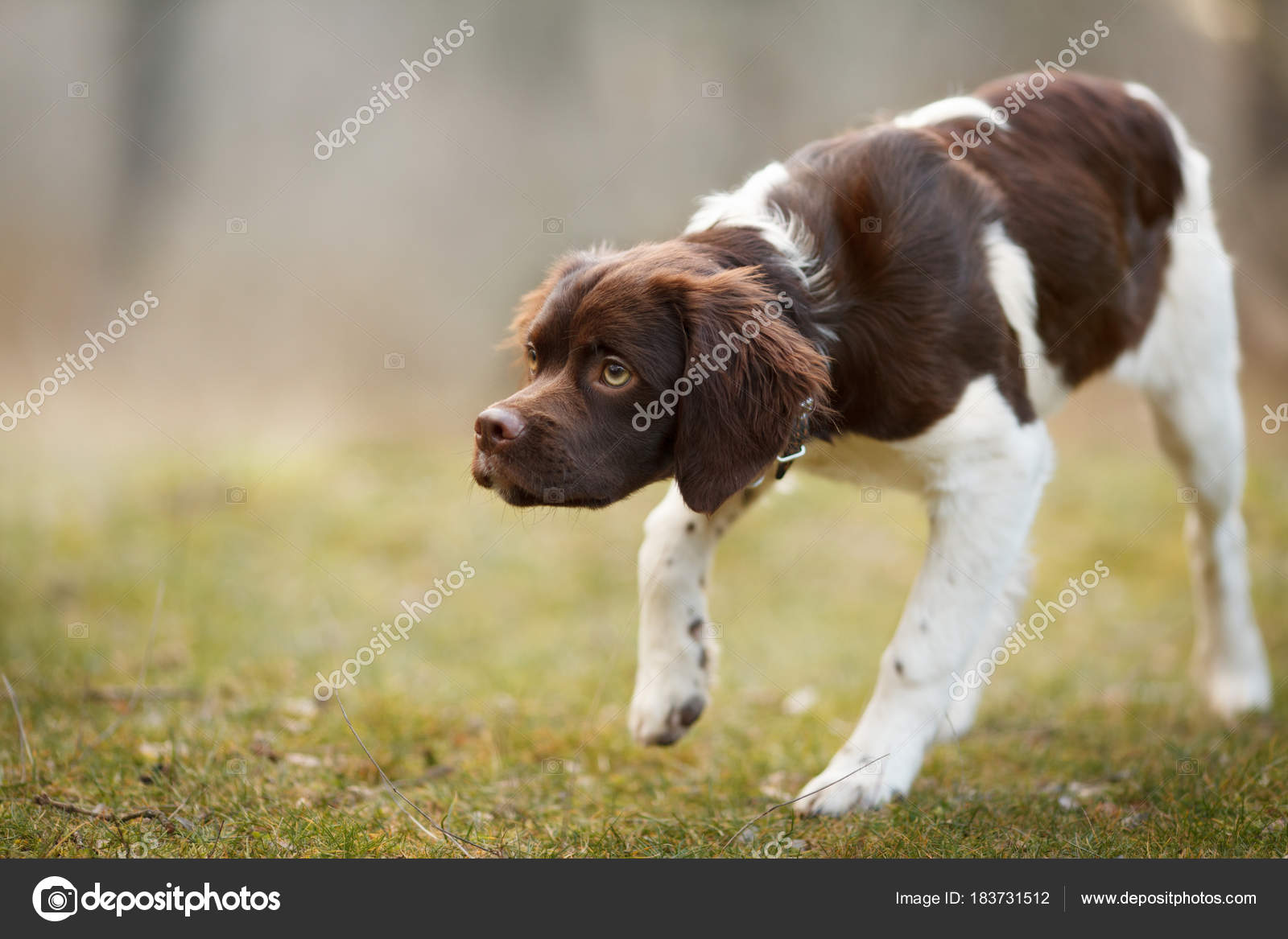Hunting Puppy Of Breed Epagneul Breton On Hunting In A Rack On A Woodcock Stock Photo Image By C Domskazok