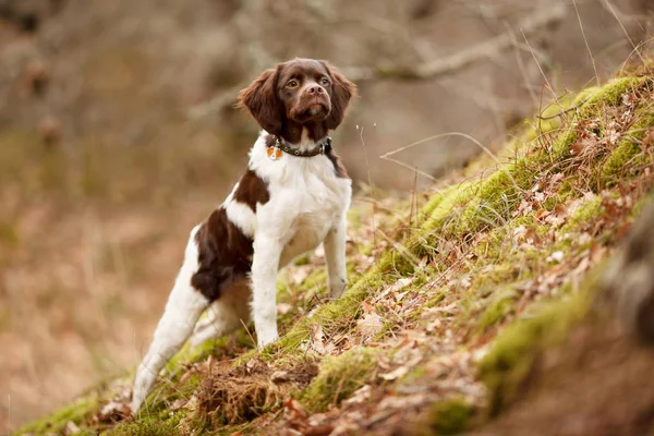 Hunting puppy of breed epagneul Breton on hunting in a rack on a woodcock — Stock Photo, Image