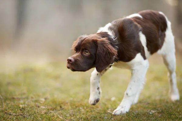 Cachorro de caça de raça epagneul Breton em caçar em uma tortura em um galo de madeira Fotografias De Stock Royalty-Free