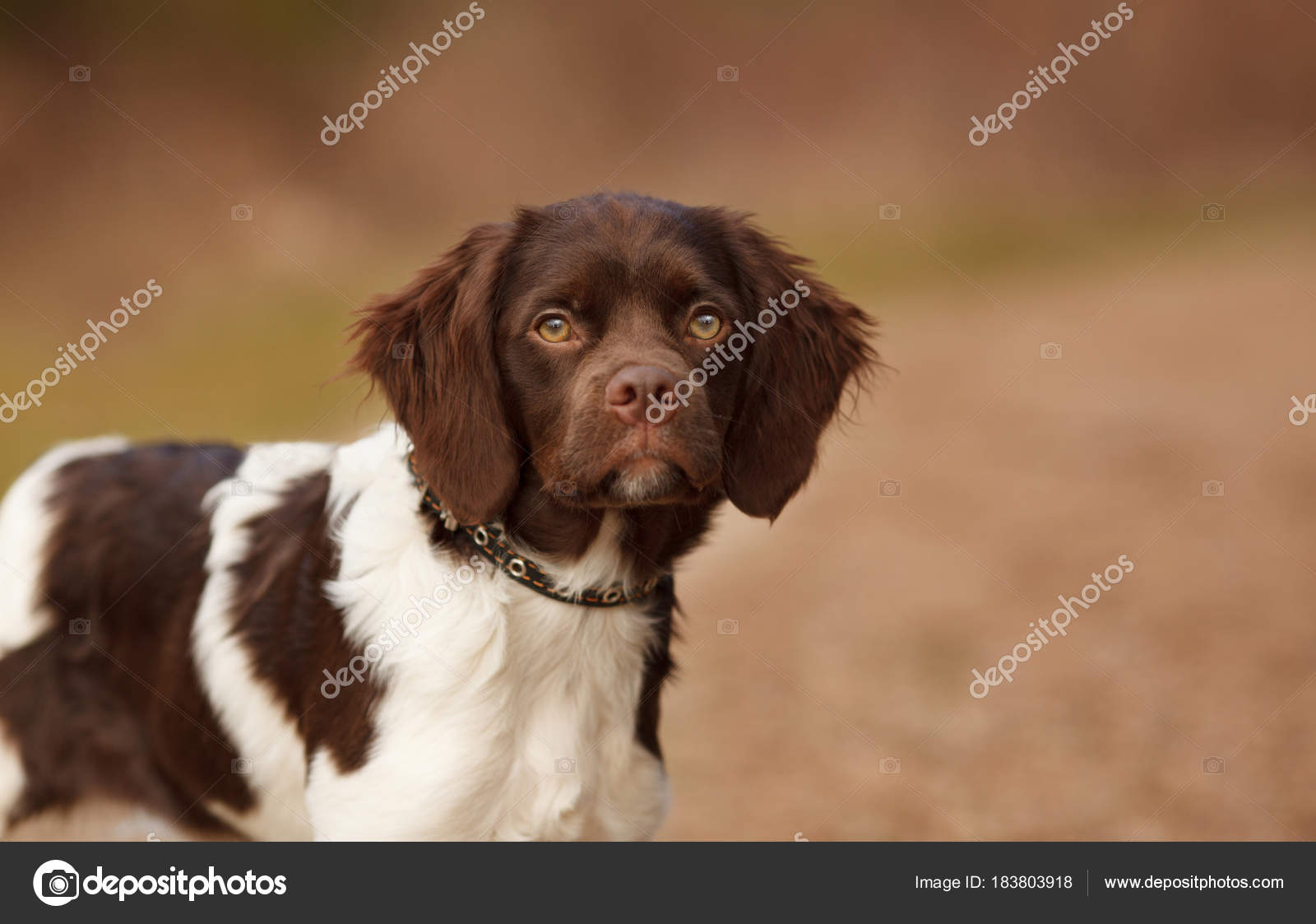 Cute Hunting Puppy Breed Epagneul Breton On A Walk In The Forest Beautiful Portrait Stock Photo Image By C Domskazok