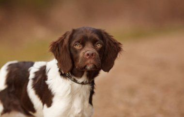sevimli av köpek doğurmak epagneul Breton ormanda bir yürüyüş güzel portre
