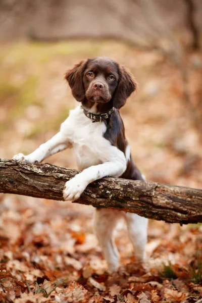 Cute brown - white shank in the forest on a log looking at the camera — Stock Photo, Image