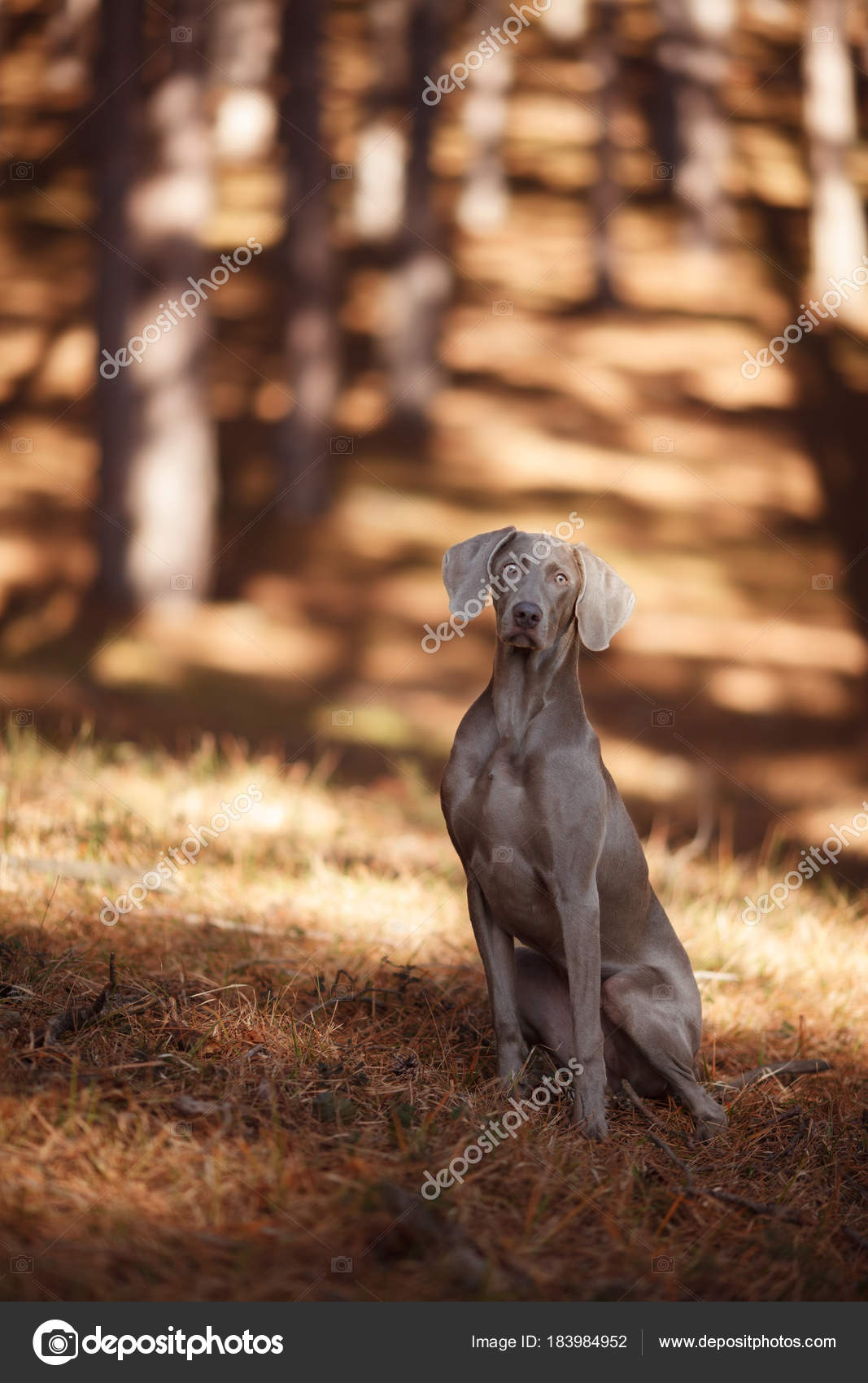 Bellissimo Cane Da Caccia Weimaraner Esamina La Macchina Fotografica