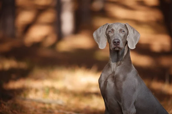 美丽的狩猎狗 Weimaraner 看着相机在树林中漫步的肖像 — 图库照片