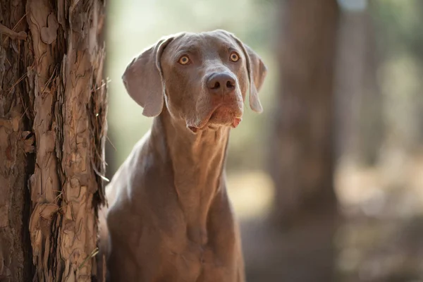 Güzel av köpek Weimaraner ormanda portre bir yürüyüş için kamera bakıyor — Stok fotoğraf
