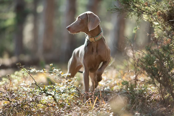 美丽的魏玛狗指着灰色漫步在树林中的肖像 — 图库照片