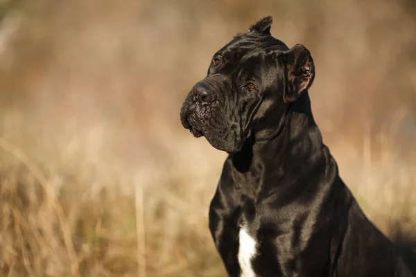 Grand chien race canne Corso noir beau grand portrait — Photo