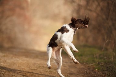 avcılık köpek epagneul Breton güzel bir ormanda Ava atlar