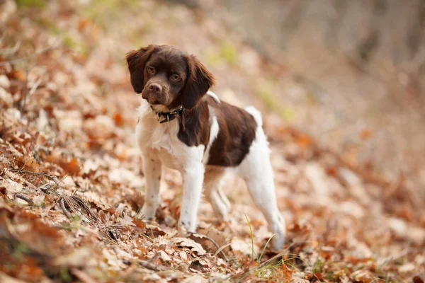 Caccia cane epagneul breton a caccia in una bella foresta — Foto Stock