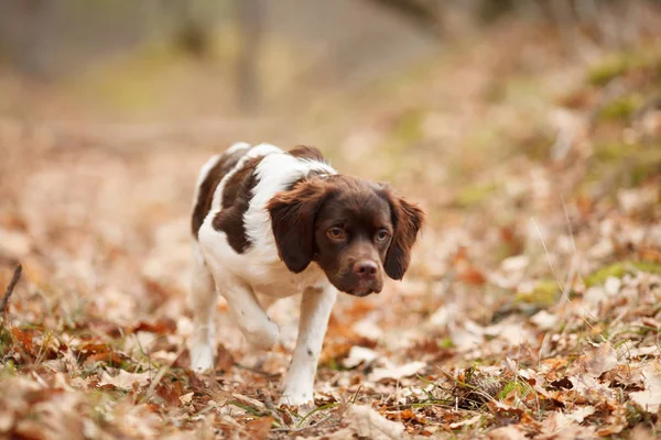 Охота на собаку epagneul Бретон на охоте в красивом лесу Лицензионные Стоковые Изображения