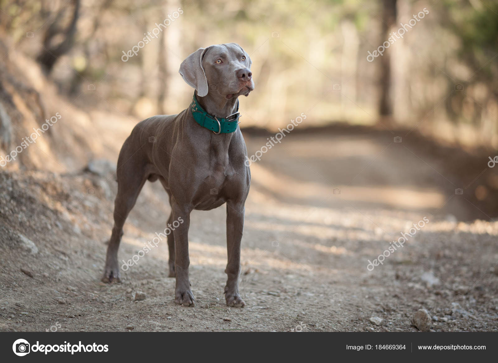 Bellissimo Cane Da Caccia Weimaraner Si Leva In Piedi Sulla Strada