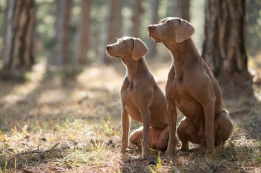 Orman portre bir yürüyüş için Weimaraner iki güzel av köpek doğurmak