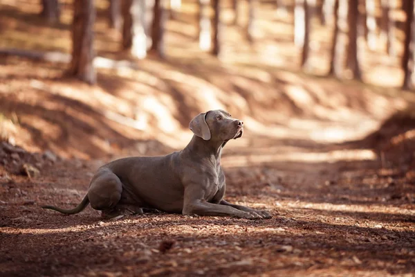 Il bel cane da caccia di razza Weimaraner si trova in un profilo — Foto Stock