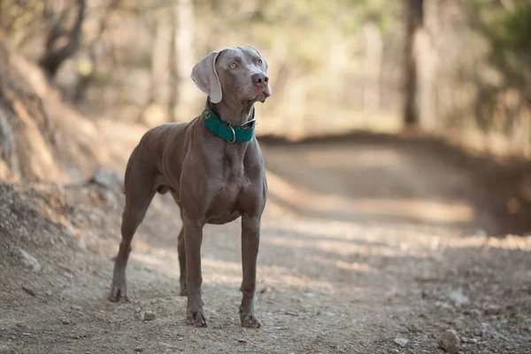 Belo cão de caça Weimaraner fica na estrada — Fotografia de Stock