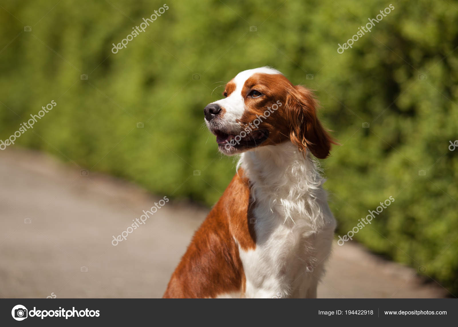 Epagneul Breton Beautiful Portrait In Hunting Sits Stock Photo Image By C Domskazok