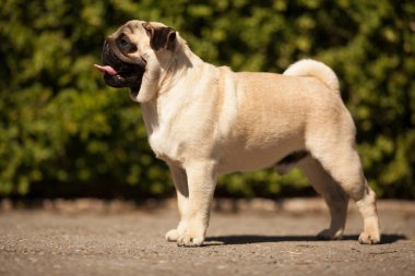 köpek doğurmak pug köpek gösterisi için standları