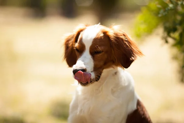 Epagneul breton beautiful portrait in hunting licked — Stock Photo, Image